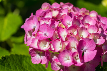 日の光を浴びるピンク色のアジサイ