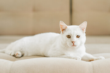Fototapeta na wymiar A white cat, who was sheltered with a sore eye, is lying on the couch