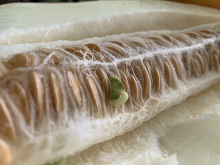 a green sprout in the seeds of a cut melon