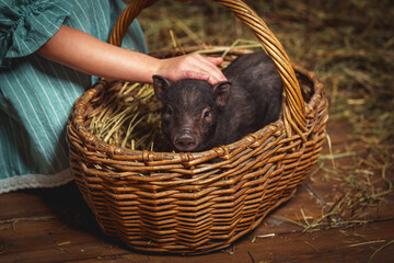 small black Vietnamese piglet is sitting in the hay in a wicker basket in the barn. The child strokes the animal with his hand.Taking care of a pet. © skif