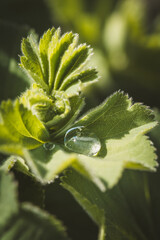 Frauenmantel / Silbermantel