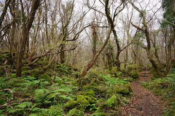 Obraz premium autumn forest pathway through fern and old trees