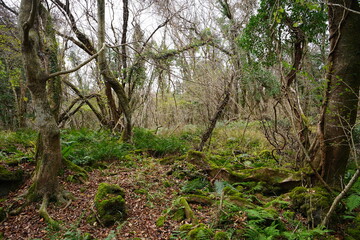 dreary autumn forest with bare trees