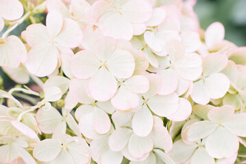 Background of small white hydrangea flowers