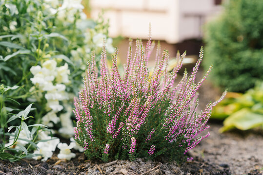 Lilac pink heather blooms in autumn in the garden