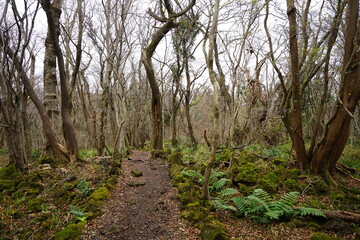 dreary autumn forest with bare trees