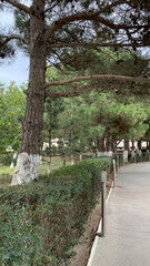 vertical photo of a walking path with trees
