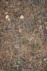 Top view of forest pine needles and cones Brown background of forest leaves