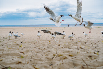 flock of sea gulls flying fighting for food on beach by the sea