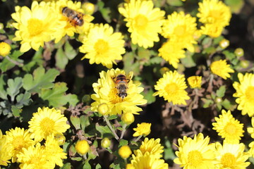 日本の秋の公園に咲くスプレーギクの黄色い花の蜜を吸うハナアブ