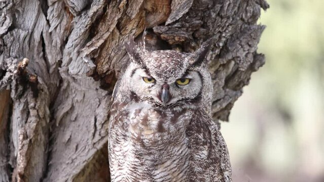 "Nictitating Membrane" Images – Browse 490 Stock Photos, Vectors, and ...