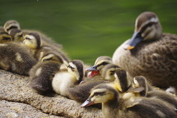 子ガモと親ガモ