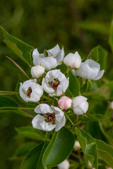 Fototapeta premium Blooming pear tree in springtime close-up photography. Blooming white flowers on the branches of a pear tree macro photography. Apple blossom on a spring day. Fruit tree in bloom.