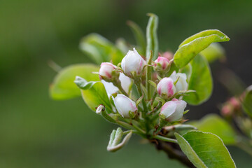 Blooming pear tree in springtime close-up photography. Blooming white flowers on the branches of a pear tree macro photography. Apple blossom on a spring day. Fruit tree in bloom.