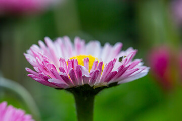 Blooming pink daisy flower on a green background in springtime macro photography. Bellis perennis wildflower with pink petals on a sunny summer day, close-up photo. © Anton