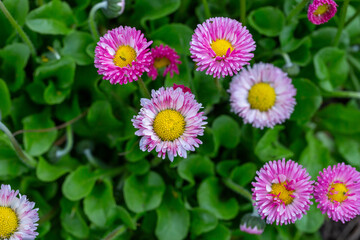 Blooming pink daisy flower on a green background in springtime macro photography. Bellis perennis wildflower with pink petals on a sunny summer day, close-up photo. © Anton