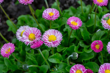Blooming pink daisy flower on a green background in springtime macro photography. Bellis perennis wildflower with pink petals on a sunny summer day, close-up photo.