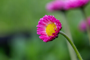 Blooming pink daisy flower on a green background in springtime macro photography. Bellis perennis wildflower with pink petals on a sunny summer day, close-up photo. © Anton