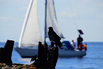 silhouette of a person in a boat