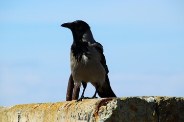 crow on the beach