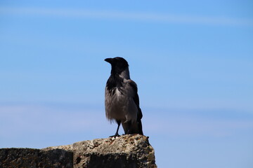 crow on a rock