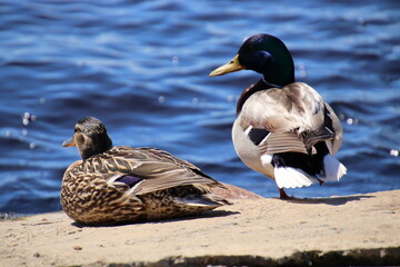 duck and ducklings