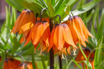 Blooming crown imperial flower in springtime macro photography. Imperial fritillary plant with...
