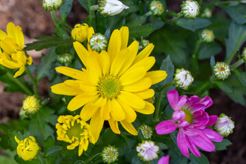 Blooming chrysanthemum flower in summer day macro photo. Blossom garden flower with yellow petals on summertime close-up photography.