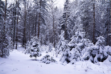 The forest is covered with snow. Frost and snowfall in the park. Winter snowy frosty landscape.