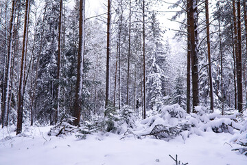 The forest is covered with snow. Frost and snowfall in the park. Winter snowy frosty landscape.