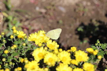 日本の秋の公園に咲くスプレーギクの黄色い花の蜜を吸うモンキチョウ