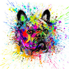 abstract colored dog muzzle isolated on colorful background color art