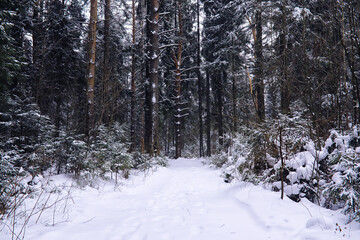 The forest is covered with snow. Frost and snowfall in the park. Winter snowy frosty landscape.