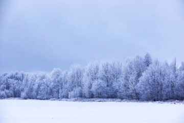 The forest is covered with snow. Frost and snowfall in the park. Winter snowy frosty landscape.