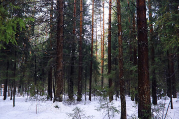 The forest is covered with snow. Frost and snowfall in the park. Winter snowy frosty landscape.