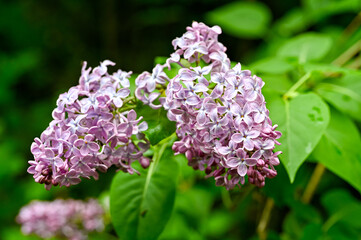 Obraz premium purple flowers in lilac hedge Kumla Sweden