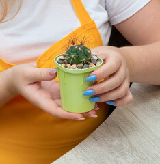 The sprout of the Gymnocalycium saglionis cactus is held by female hands. Selective focus. Picture...