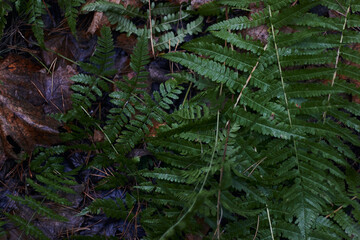 A variety of green botanical species fern clover round leafs shot in the dark autumn forest