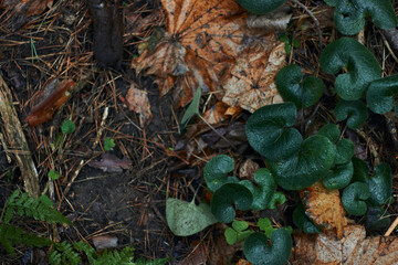 A variety of green botanical species fern clover round leafs shot in the dark autumn forest