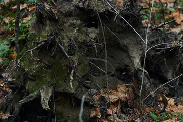 Dry autumn oak leaf on wet bark of a tree background with green moss and foliage after rain