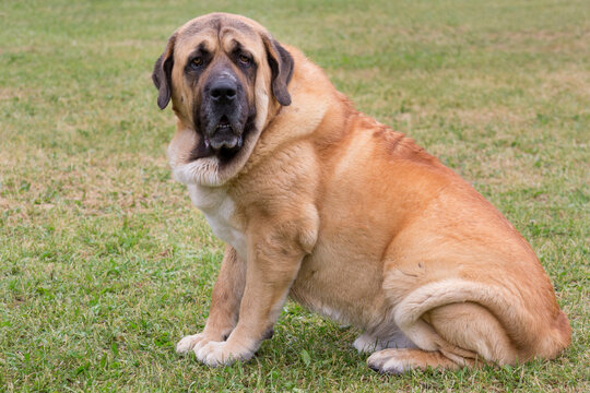 Serious spanish mastiff is sitting on the green grass in the summer park. Pet animals. Guardian dog. Purebred dog.