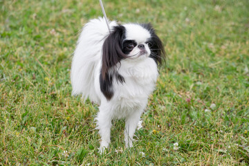 Cute shih tzu puppy is standing on the green grass in the summer park. Chrysanthemum dog. Pet animals. Purebred dog.