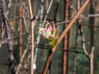 Close-up shot of small leaves of grapevine and pink and green grape sprouts starting to grow from dormant grape plant branches among metal fence in the spring