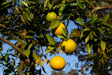 orange on a tree at the Brazilian fazenda in autumn