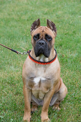 Serious italian mastiff puppy is sitting on the green grass in the summer park. Pet animals. Guardian dog. Purebred dog.