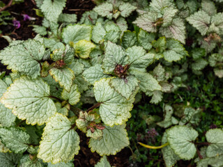 Spotted dead-nettle (Lamium maculatum). Low-growing, carpet of heart-shaped, silvery green leaves...