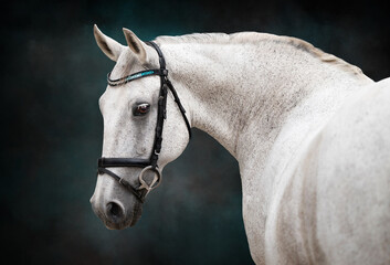 Portrait of a white horse wearing a bridle looking over its shoulder on a painted blue and back backdrop