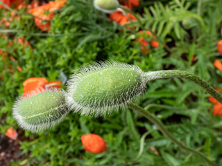 Close-up shot of the Oriental poppy (Papaver orientale) 'Olympia' flower bud in the garden bed