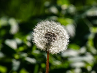 Macro shot of single dandelion flower head with seeds and pappus in the meadow with green bokeh grass background. The pappus of the dandelion