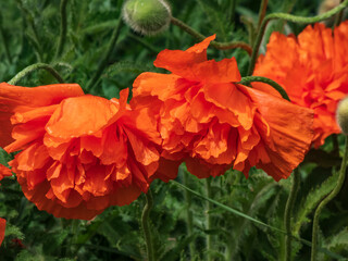 Close-up shot of the Oriental poppy (Papaver orientale) 'Olympia' flowering with orange flower in the garden bed